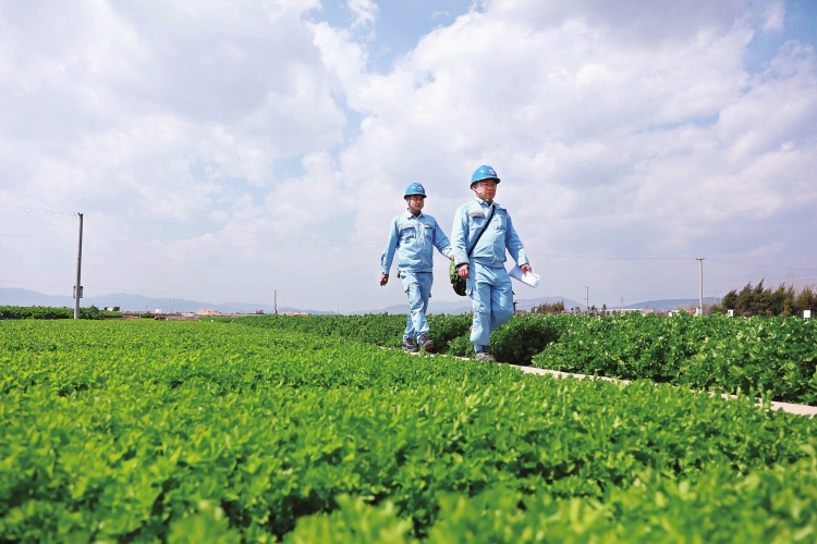 云南玉溪供電局組織黨員服務(wù)隊(duì)到田間地頭保障農(nóng)戶春灌用電