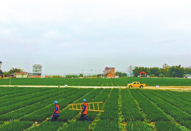 廣西最大秋冬菜種植基地右江河谷“南菜園”里蔥正香 優(yōu)質(zhì)電來(lái)助春忙