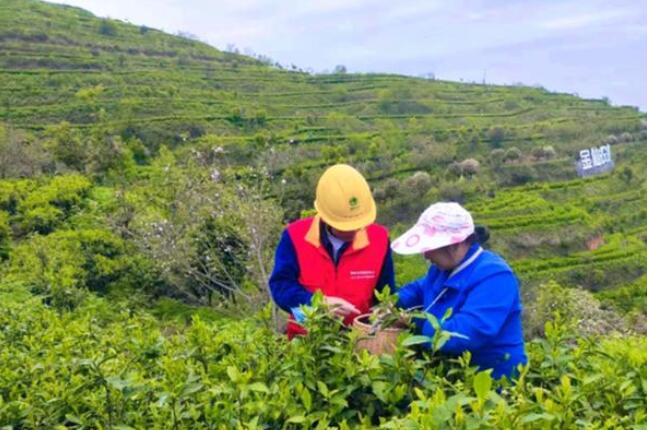 國網(wǎng)桂陽縣供電公司春茶生產“電力足”鄉(xiāng)村振興茶飄香